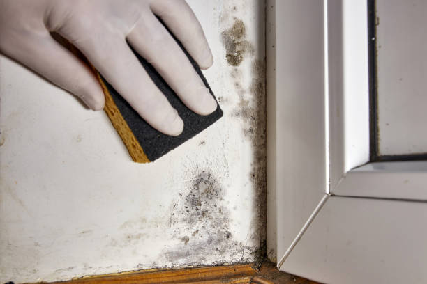 Trusted Findlay, OH Mold Removal Experts